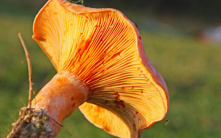   - Lactarius deterrimus 
